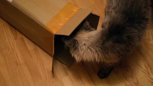 Curious Large Cat Checking Out Inside of Cardboard Box