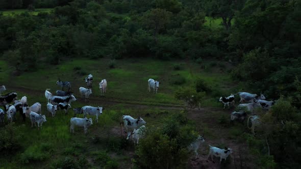 Africa Mali Forest And Ox Aerial View 