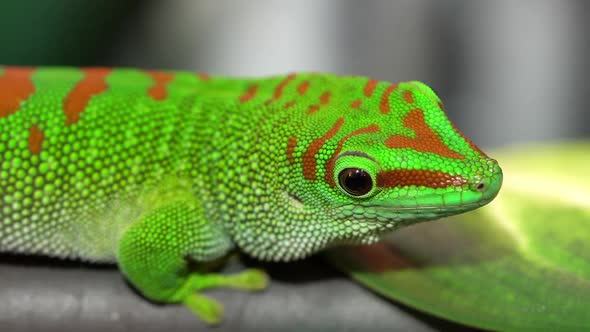 Close up of day gecko as it looks around