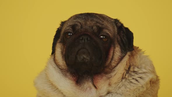 Cute Pug Dog on Yellow Background