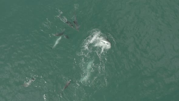 Dolphin playing with their pod members Vleesbaai Western Cape South Africa