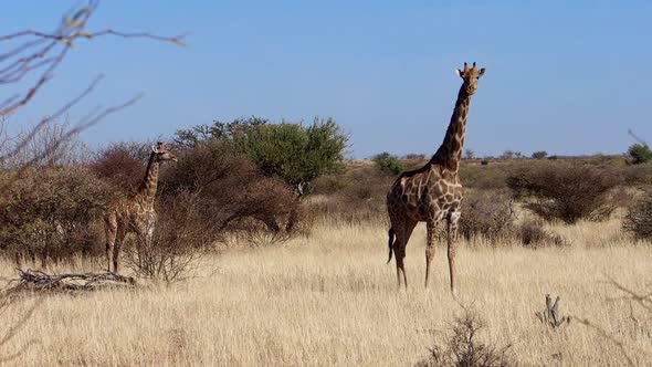 Footage of a giraffe in the kalahari region of south africa