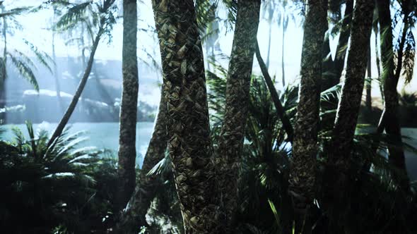 The Palms Oasis Trail is One of Many Popular Hikes in National Park