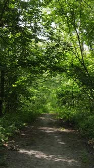 Vertical Video of a Natural Landscape During the Day in the Forest in Summer