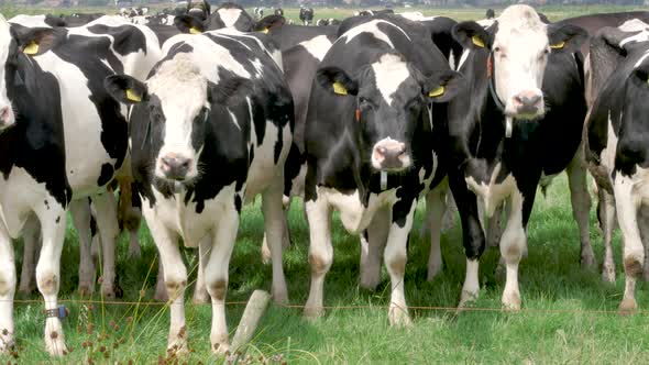 Black and white cows in the meadow grazing and looking around