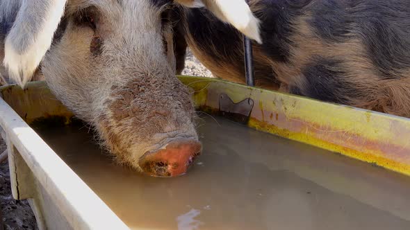 Young hairy sow drinking dirty water on european farm ranch during summer. Close up shot.