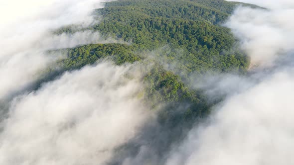 Morning Fabulous Fog That Covers the Mountains. Aerial Top View of Green Trees Covered with Thick