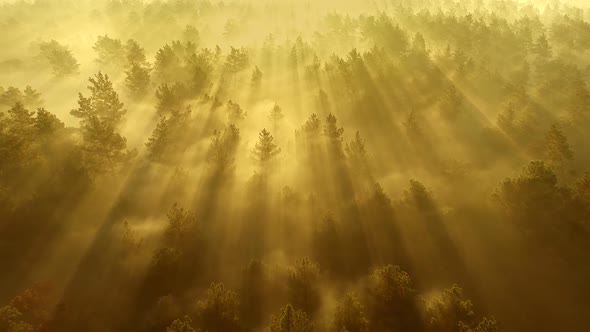 Flying Over Foggy Forest at Sunrise