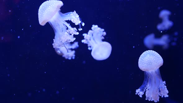 Shiny Vibrant Fluorescent Jellyfish Glow Underwater, Dark Neon Dynamic Pulsating Ultraviolet Blurred