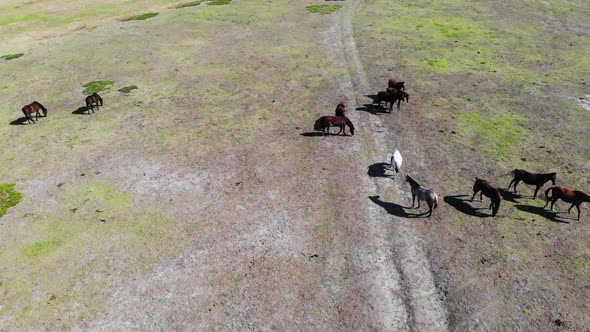 Aerial View of Stallions in Field