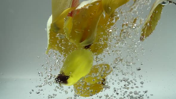 Petals of Tulips Fall in Water