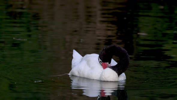 An adult black-necked swan grooming its feathers with its beak while swimming on a pond