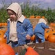 Baby in Denim Outfit Walks Around Pumpkin Patch, Looking at Pumpkins. Another Baby in Matching - VideoHive Item for Sale