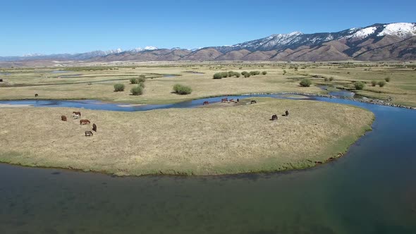 Rising view of pasture with horses