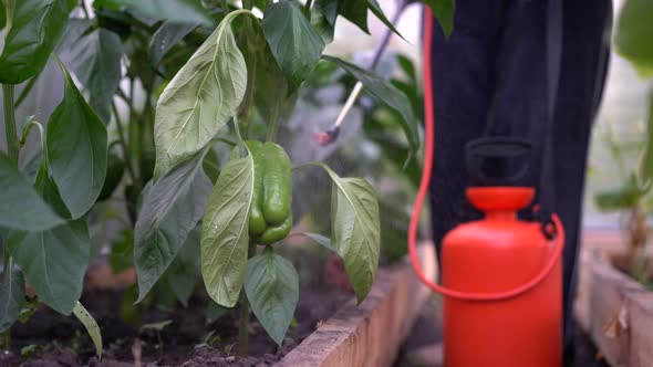 a Woman Sprays and Treats Pepper From Diseases and Pests