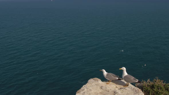 Seagulls on the Rock Overlooking Quiet Ocean