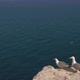 Seagulls on the Rock Overlooking Quiet Ocean - VideoHive Item for Sale