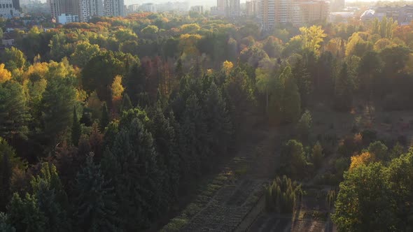 Aerial Shot From a Drone of a Classic Urban Forest Filmed in Warm Sunny Weather. Forest Located Near