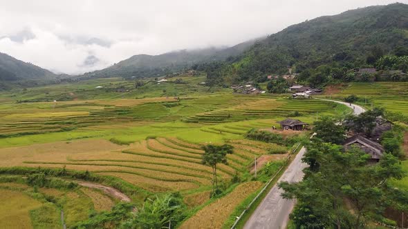 Aerial Drone View of Yellow and Green Rice Terraces in Countryside of Asia