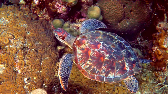 Sea Turtle Swims Under Water with Small Tropical Fishes on Background of Coral Reefs