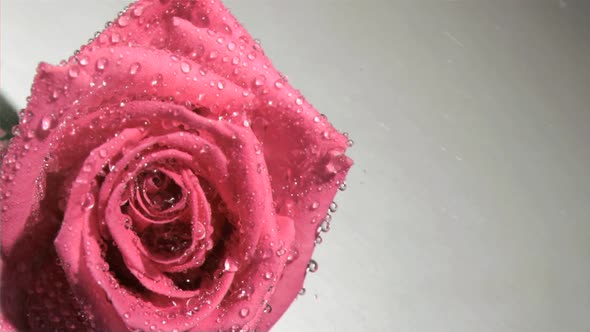 Pink rose in super slow motion being soaked