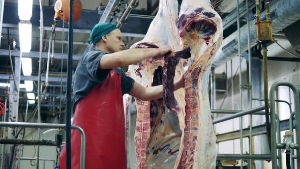 Meat Processing Factory, Food Production Facility. Plant Employee Is Cutting Off a Large Beef