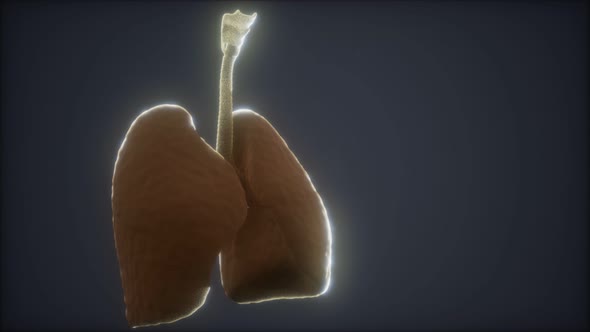 3d Animation of Human Lungs