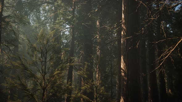 Sequoia National Park Under the Fog Mist Clouds alt