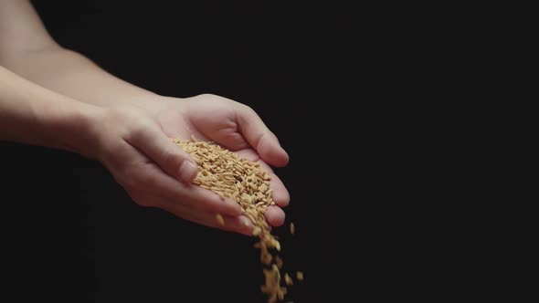 Hands Is Taking Long Dry Rice Grains Pouring 