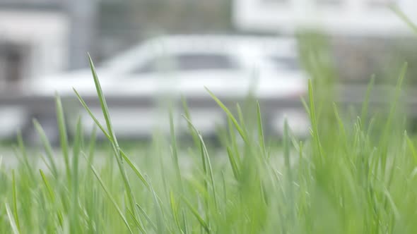 Road Traffic And Green Plants