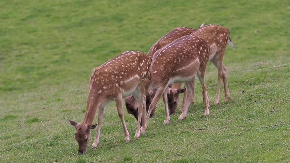 Fallow deer family in a green meadow in summer (Dama dama)