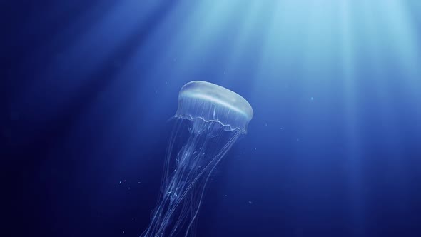 Jellyfish Swimming In Deep Ocean