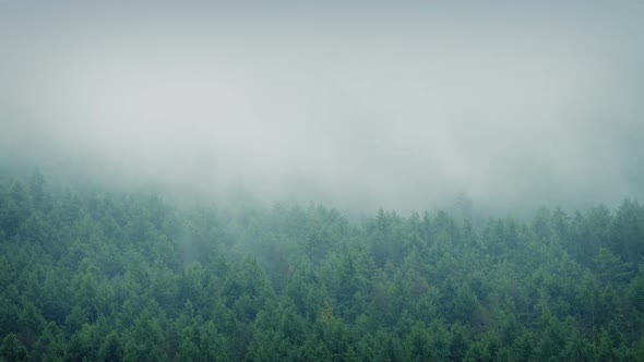 Misty Forest Landscape Timelapse
