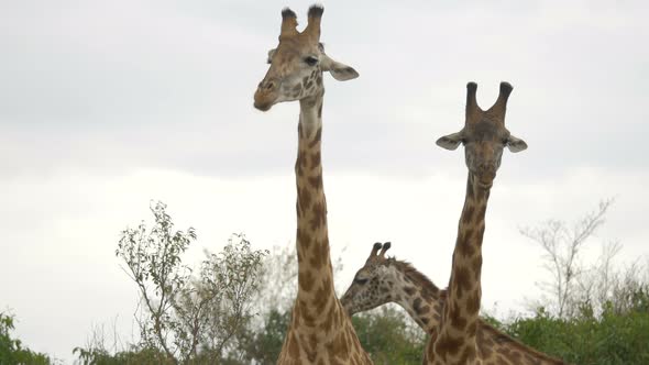 Close up view of a tower of giraffes