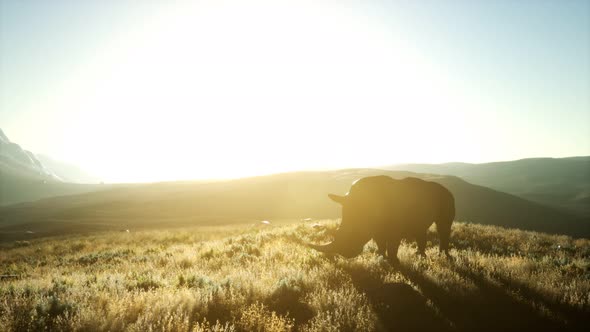 Rhino Standing in Open Area During Sunset