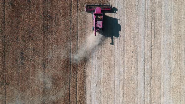 Flying Drone Over Harvester Harvesting Sunflower Harvest