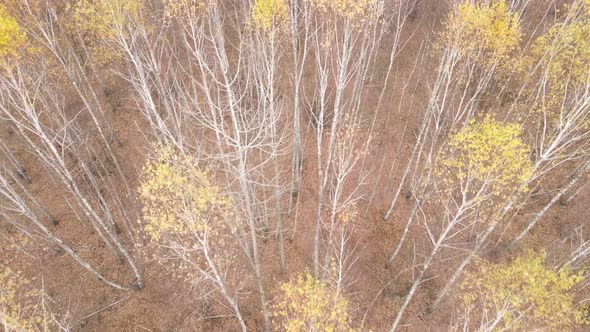 Forest with Trees in the Fall