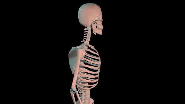 Transversus Thoracis Muscles Full Rotation Loop