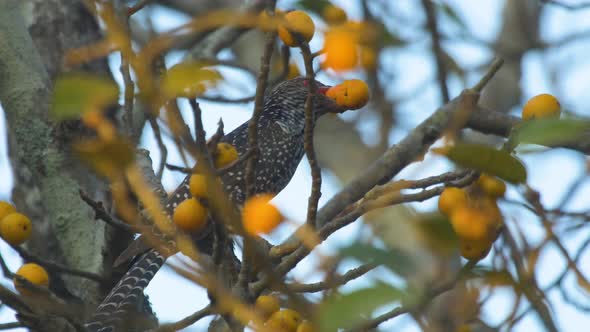 A Asian Koel bird or the Indian Cuckoo bird eating orange coloured Fig Fruit on the huge tree in Ind