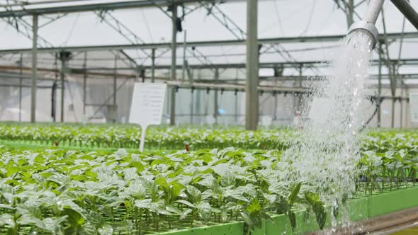 Slow motion of a worker inside a greenhouse watering young plants using a hose