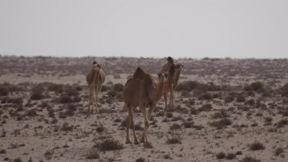 Herd of dromedary camels in the Western Sahara, Africa