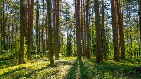 Pine forest, time-lapse with crane