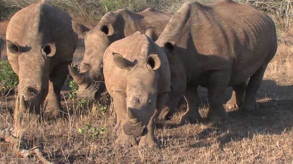 Herd of Rhinos Grazing on The Savanna