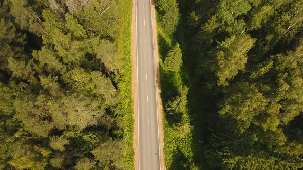 Highway Among the Forest.