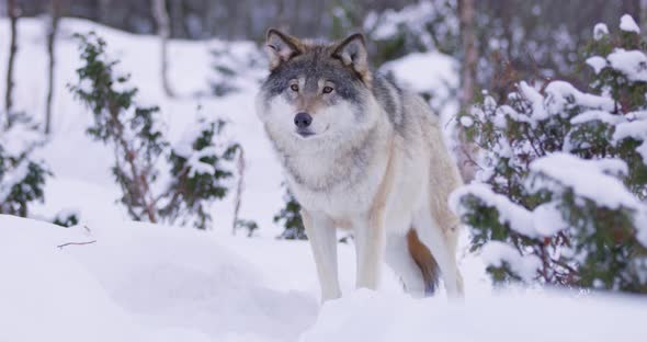 Portrait of Submissive Wolf in Winter Landscape