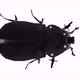 Beetle 4K Looped - VideoHive Item for Sale