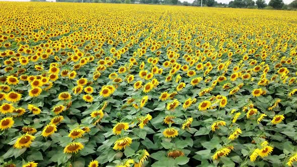 Natural background of sunflowers growing in the field and the wind rocking green plants.