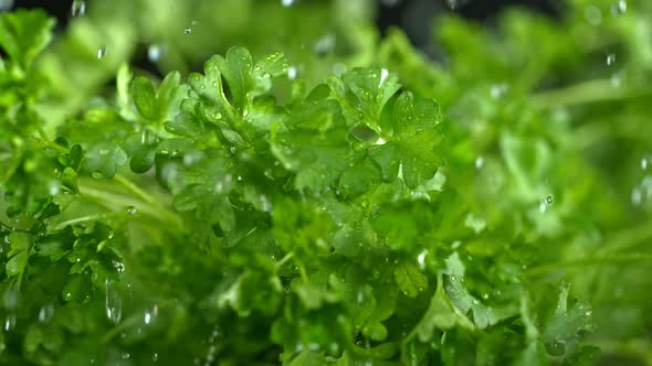 Super Slow Motion Shot of Water Drops Falling on Fresh Parsley at 1000Fps