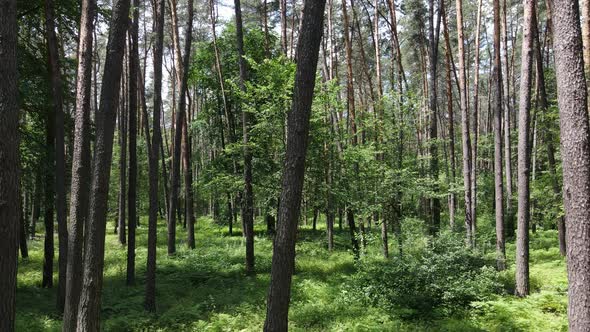 Beautiful Green Forest on a Summer Day Slow Motion