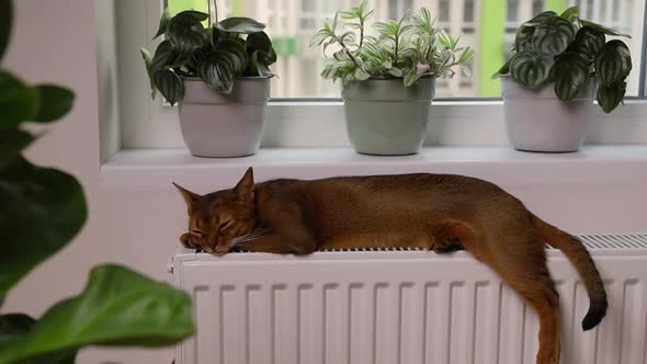 Abyssinian Young Cat Lies on the Windowsill